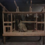 Coop under Construction